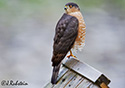 Accipiter cooperii